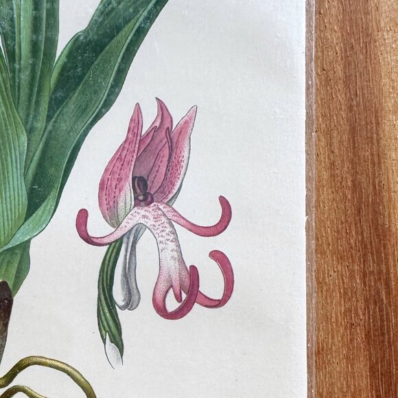 Rare 1904 Original Botanical Orchid Portrait Print Antique Chromolithograph - Picture 2 of 2